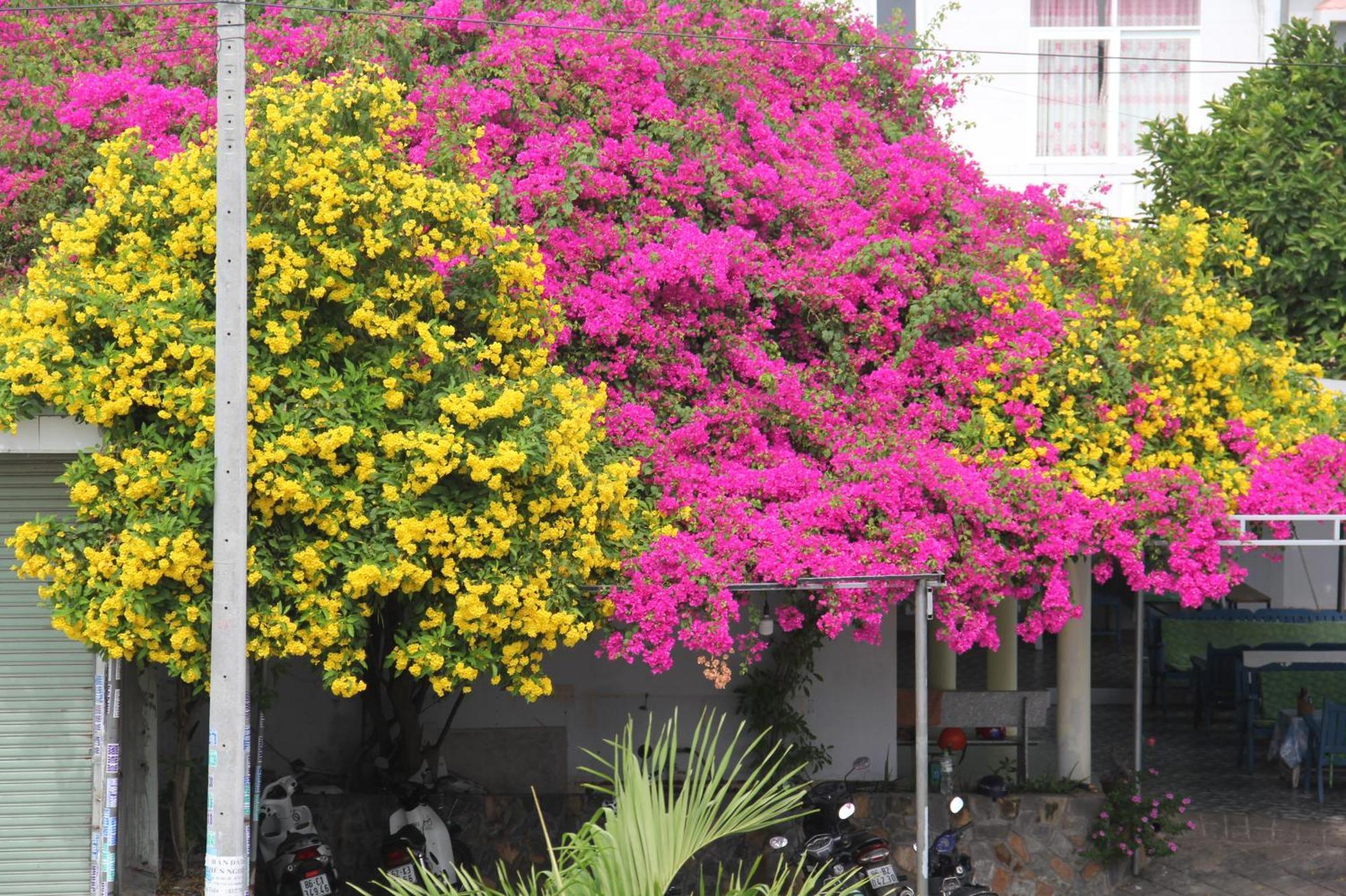 Dynasty Muine Resort Ap Thien Phuoc Esterno foto